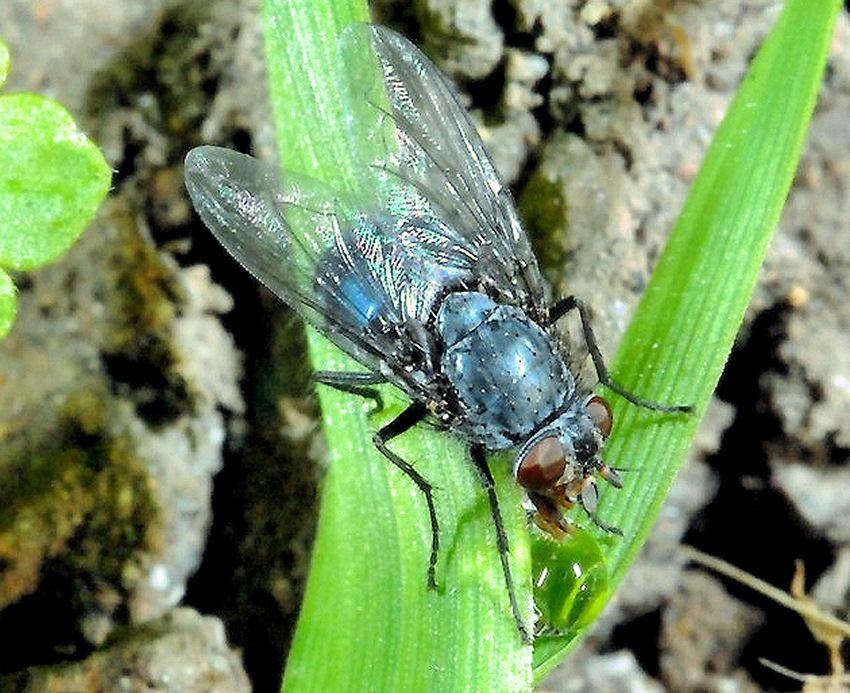 Mosca assetata